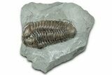 Flexicalymene Trilobite - Mt Orab, Ohio #358145-1